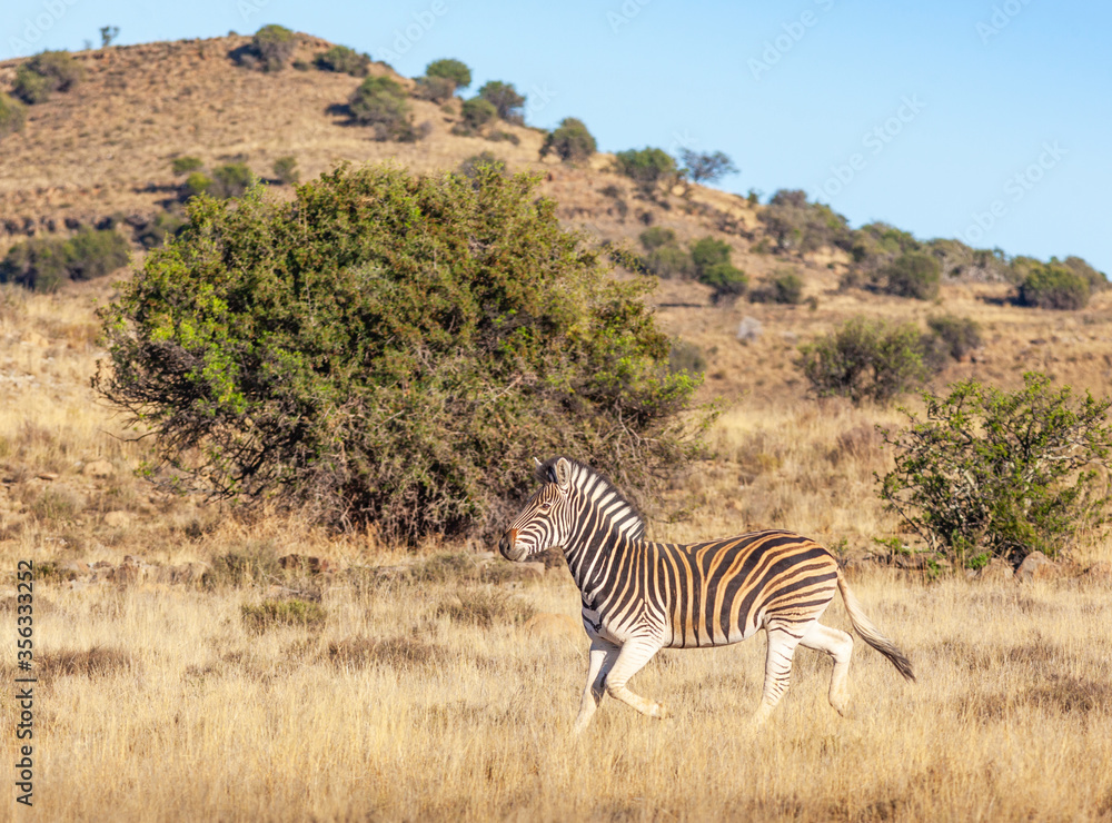 Obraz premium Burchell's Zebra in the Mountain Zebra National Park