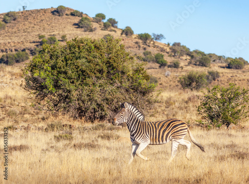 Burchell s Zebra in the Mountain Zebra National Park