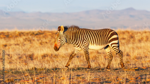 A Cape Mountain Zebra in the Golden Hour