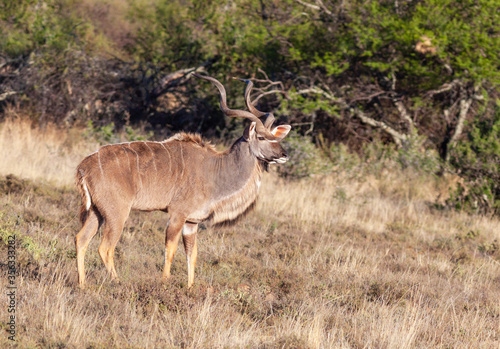 A Kudu Bull in its Prime