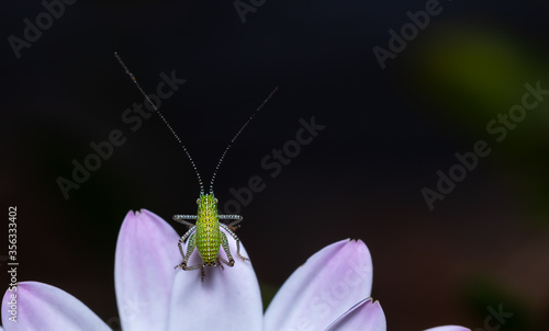 Close up of a speckled bush cricket sitting on a flower.