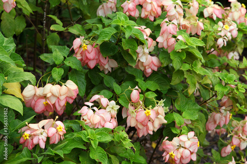 Pink Impatients flowers surrounded by green leaves