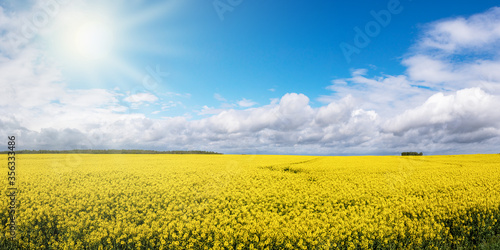 Panoramic view of yellow rapeseed field and cloudy blue sky