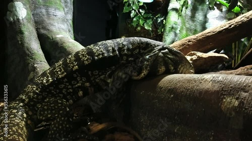 Black and white argentine tegus lizard, Salvator merianae photo
