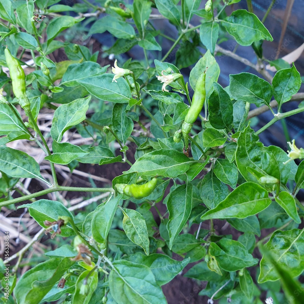 Green chili pepper plant 