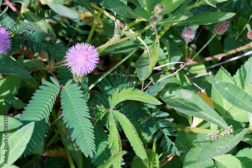 Pink mimosa pudica flower blooms in the field