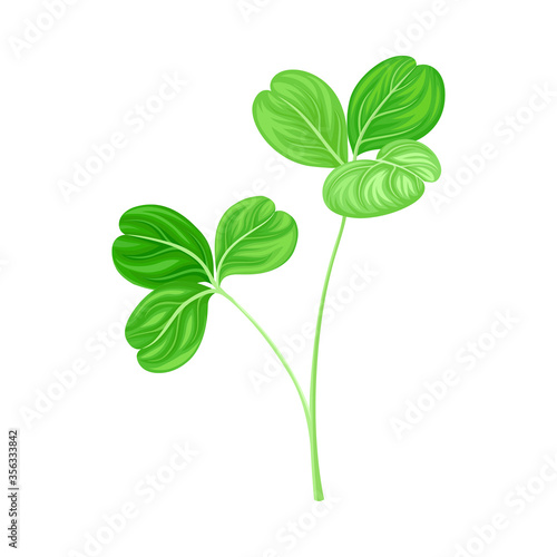 Green Trifoliate Clover Leaf on Stem Vector Illustration