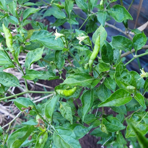 Green chili pepper plant 