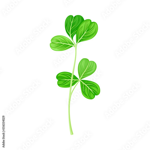 Green Trifoliate Clover Leaf on Stem Vector Illustration