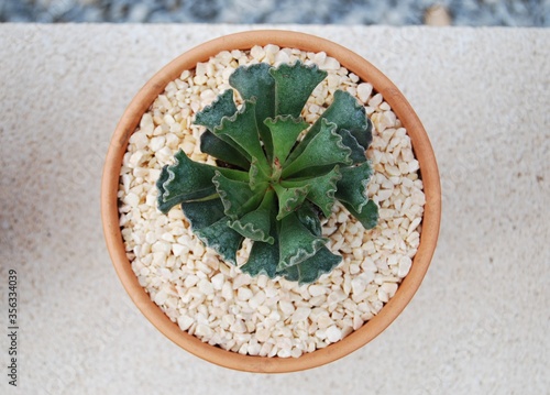 Adromischus Cristatus, Crinkle Leaf Succulent Plant photo