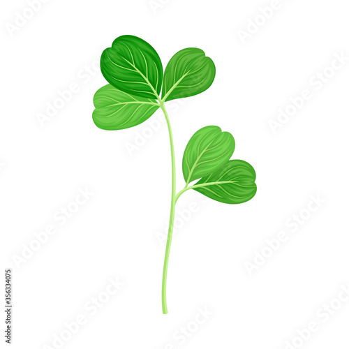 Green Trifoliate Clover Leaf on Stem Vector Illustration