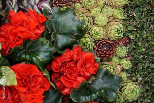 High Angle View Of Colorful Flowers And Plants With Cactuses