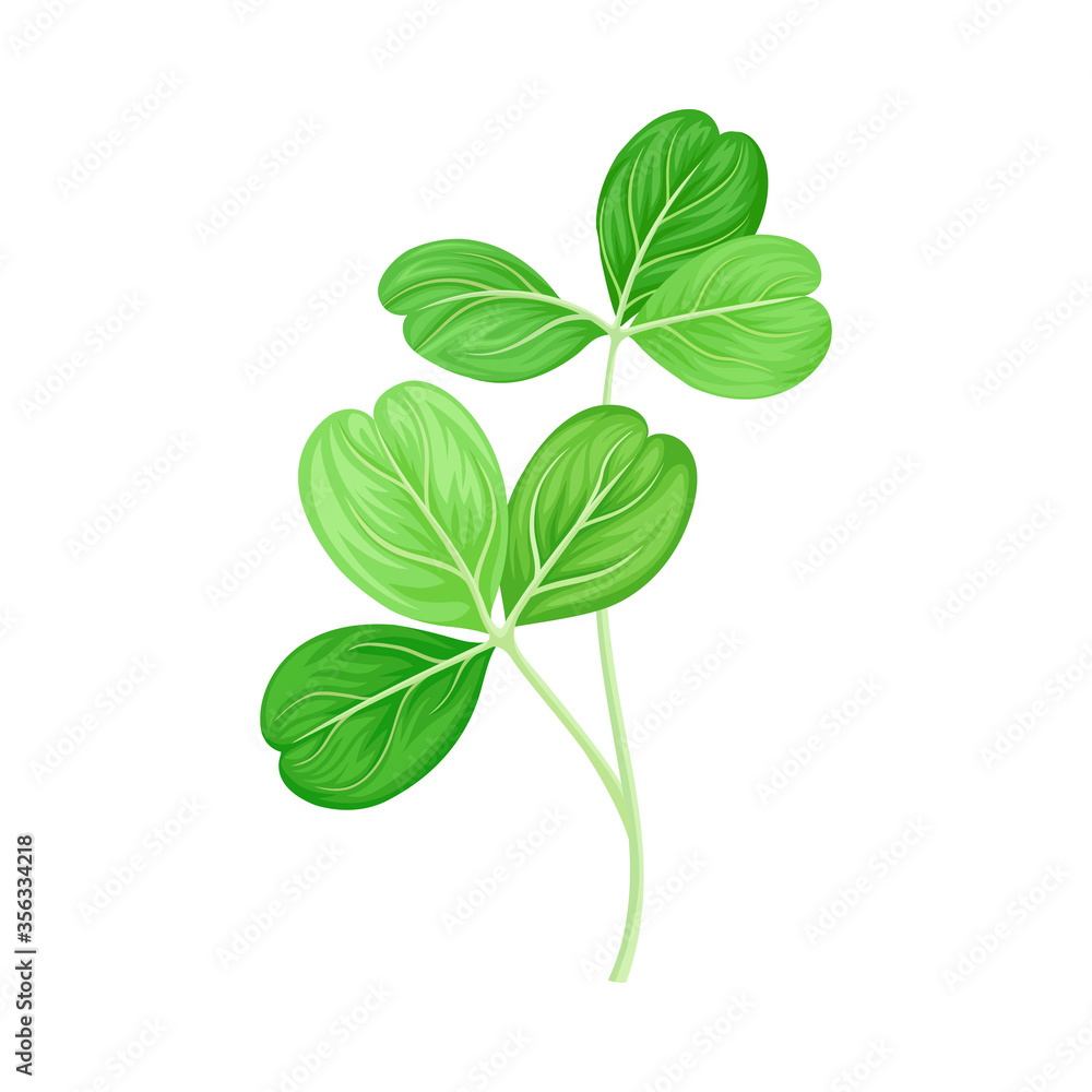 Green Trifoliate Clover Leaf on Stem Vector Illustration Green Trifoliate Clover Leaf on Stem Vector Illustration
