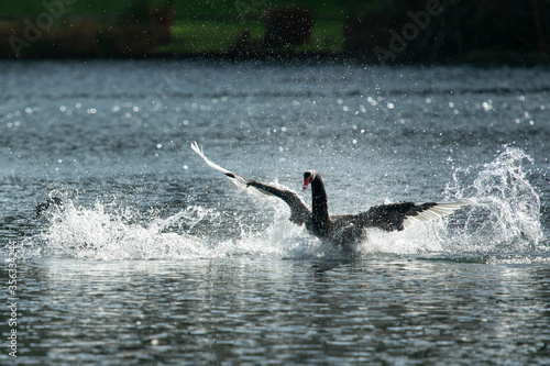 A black swan splashing on water with wings outstretched