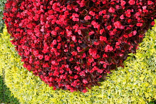 High Angle View Of Colorful Flowers And Plants