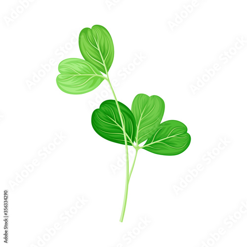 Green Trifoliate Clover Leaf on Stem Vector Illustration