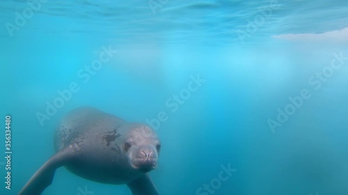 CU Crabeater seal (Lobodon carcinophaga) swimming underwater / Antarctica photo