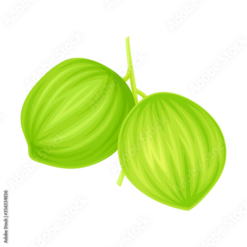 Bunch of Green Coconuts Hanging on Palm Tree Vector Illustration