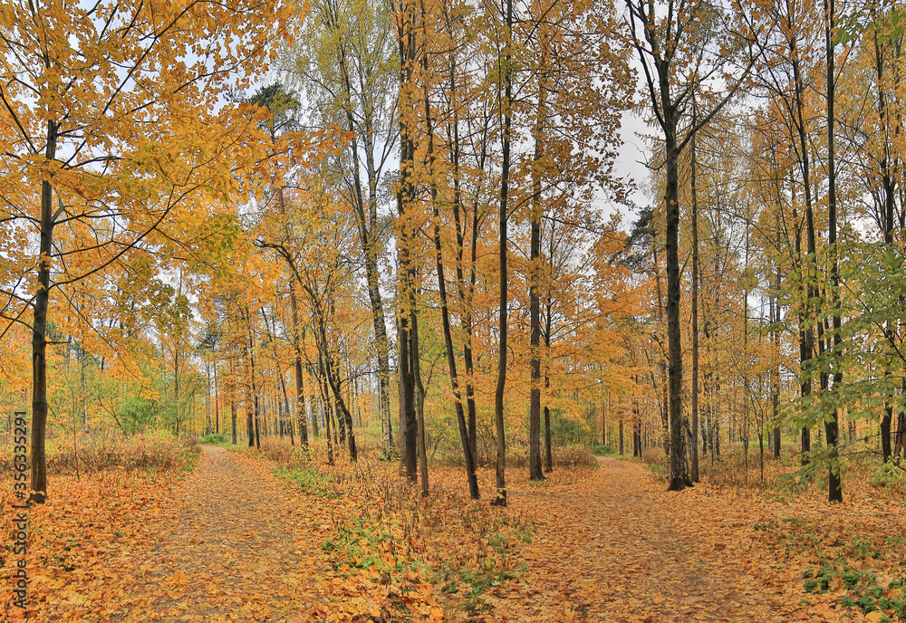 dark yellow maple autumn forest