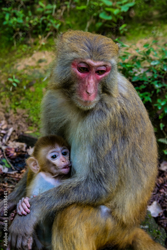 A mother and a child macaque