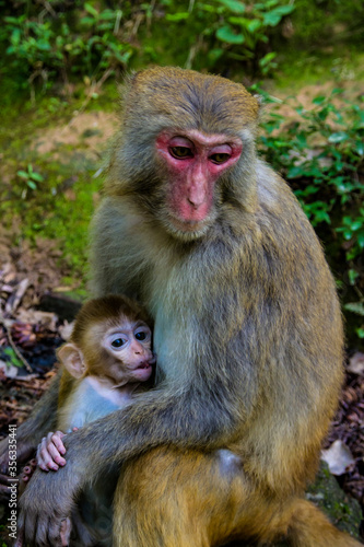 A mother and a child macaque