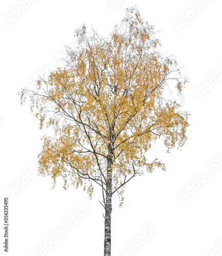 dark gold autumn birch tree isoalted on white