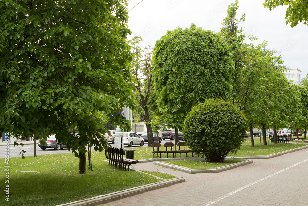 Beautiful well-kept main street avenue. A lot of green summer trees and bushes with round trimmed crowns, tiled sidewalk and the absence of people, a deserted park.