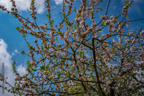 apple tree flowers against blue sky © Dva4e_410