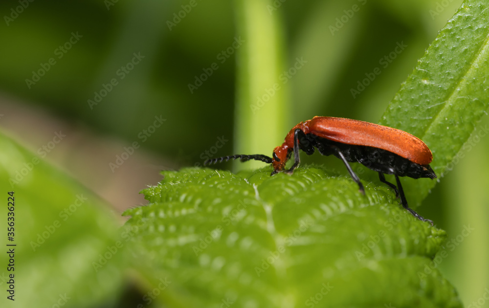 insecta, käfer, badgered, natur, blatt, makro, green, rot, tier, pests, herrgottskäfer, insecta, käfer, badgered, natur, blatt, makro, green, rot, tier, pests, herrgottskäfer,