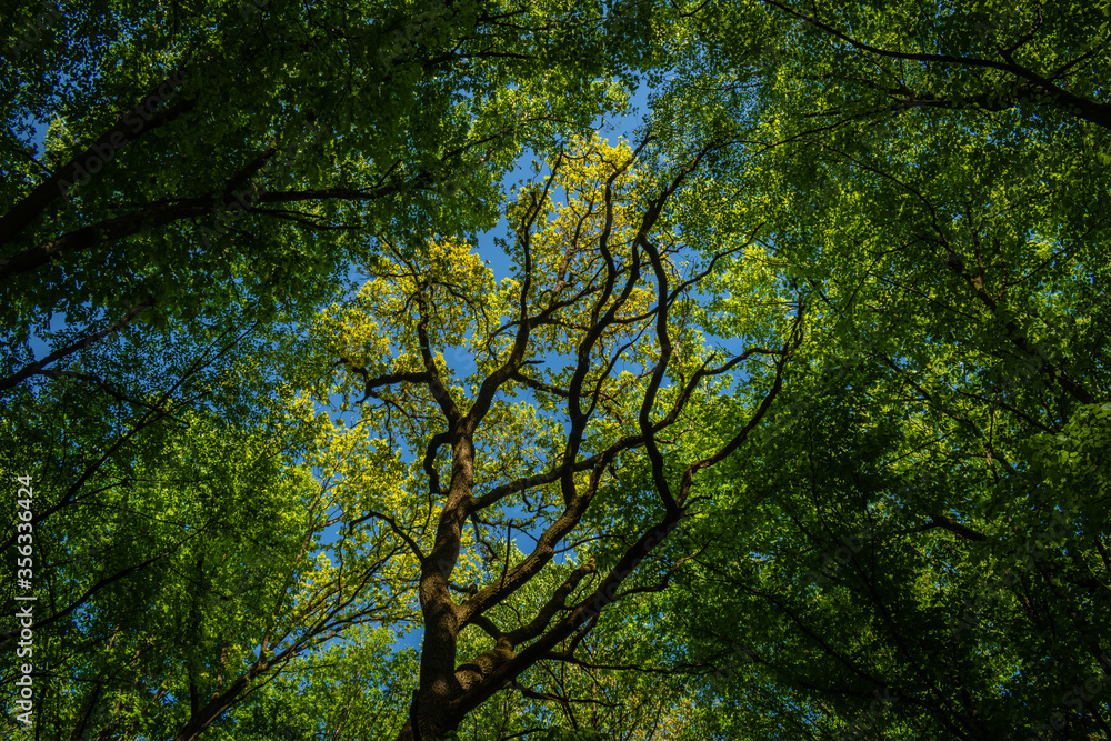 summer forest under a blue sky summer forest under a blue sky