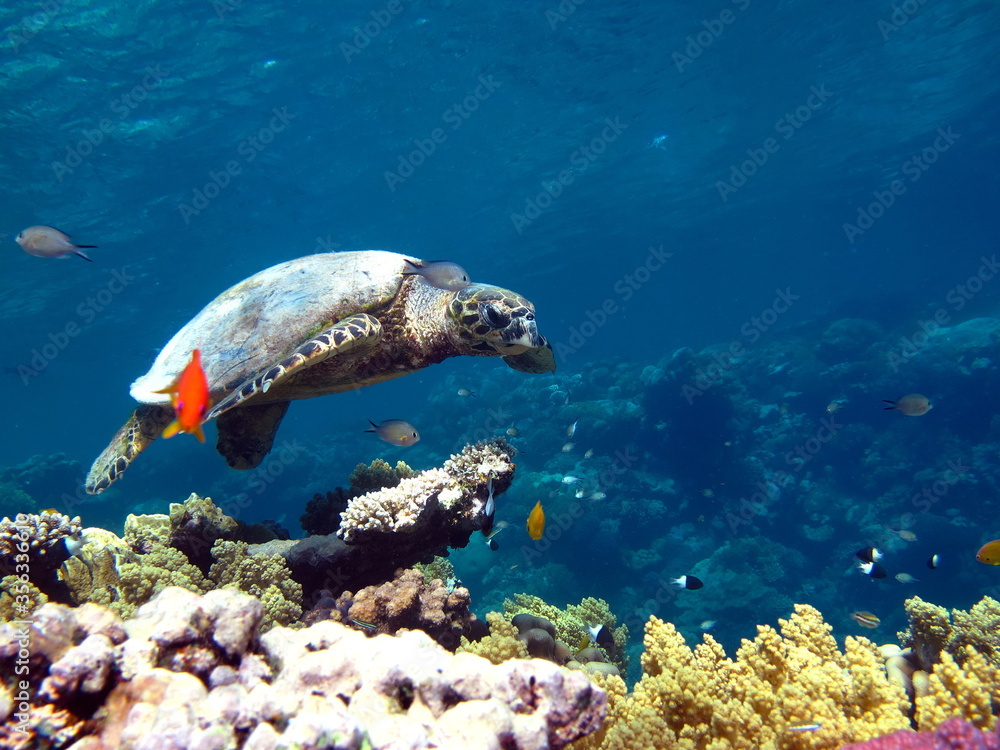 Obraz premium Sea turtles, Great Reef Turtle Bissa.