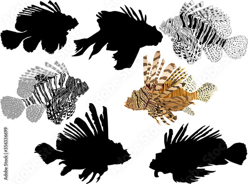 seven red lionfishes isolated on white