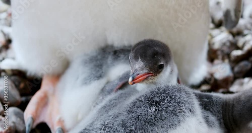 CU Gentoo Penguin (Pygoscelis papua) chicks at Waterboat Point / Antarctic Peninsula, Antarctica photo