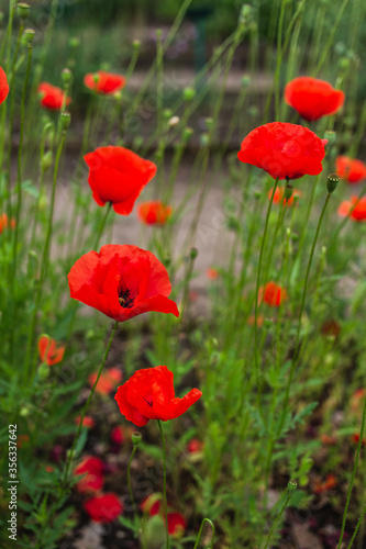 Red poppy flowers in the field