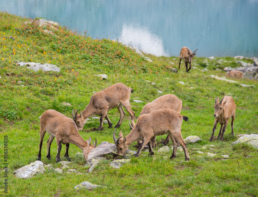The West Caucasian tur (Capra caucasica) The West Caucasian tur (Capra caucasica)