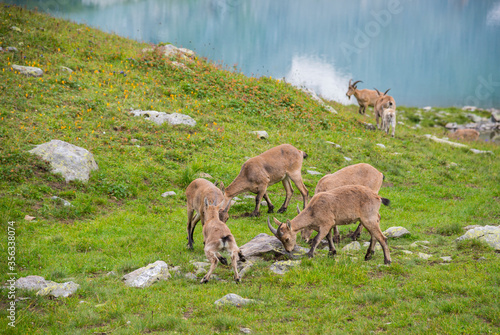 Caucasian mountain goats