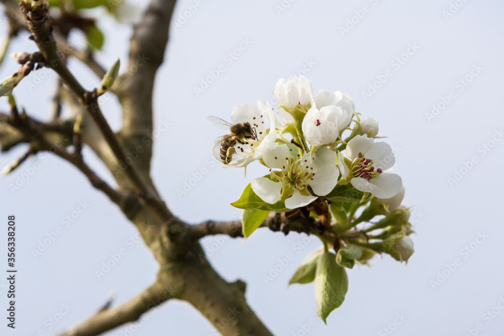 Fototapeta premium Apple tree branch during spring flowering season