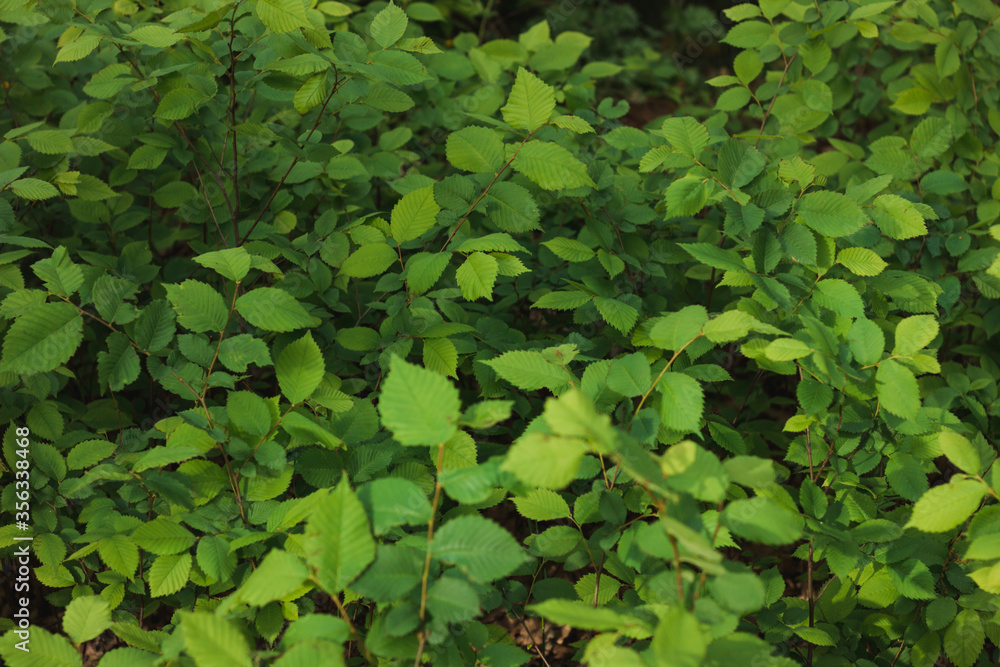 Background from green leaves. Nature. Place for text. Background from green leaves. Nature. Place for text.