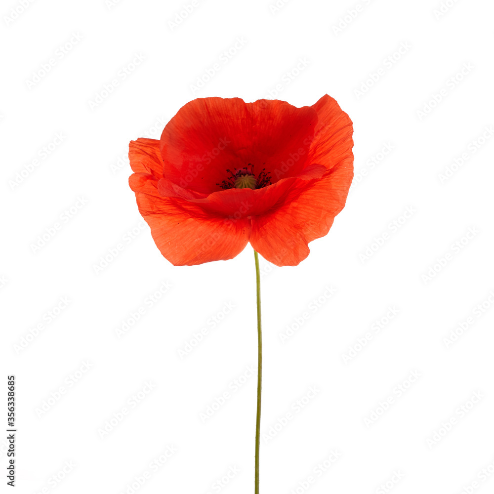 Poppy isolated on white background. Wild spring wildflower. Poppy isolated on white background. Wild spring wildflower.