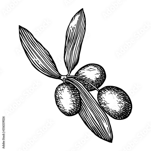 Olive branch hand drawn black outline isolated on white background. Realistic freehand drawing with pen and ink. Olive plant monochrome design element. Food ingredient vintage sketch.