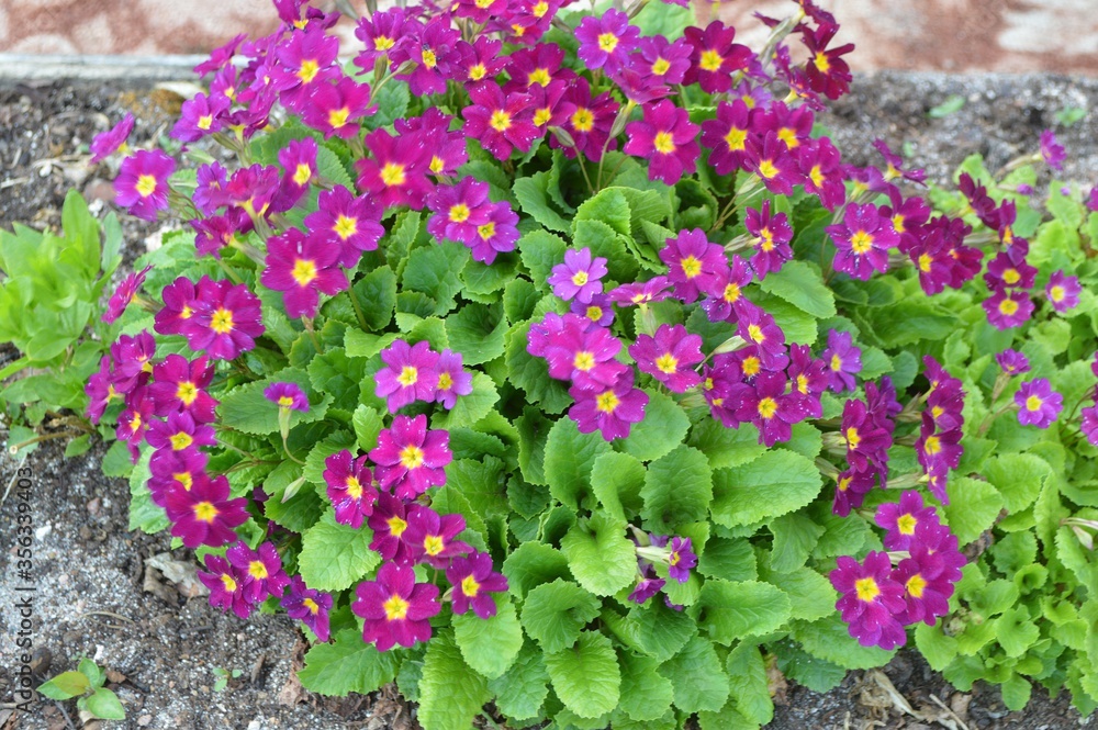 pink flowers in garden