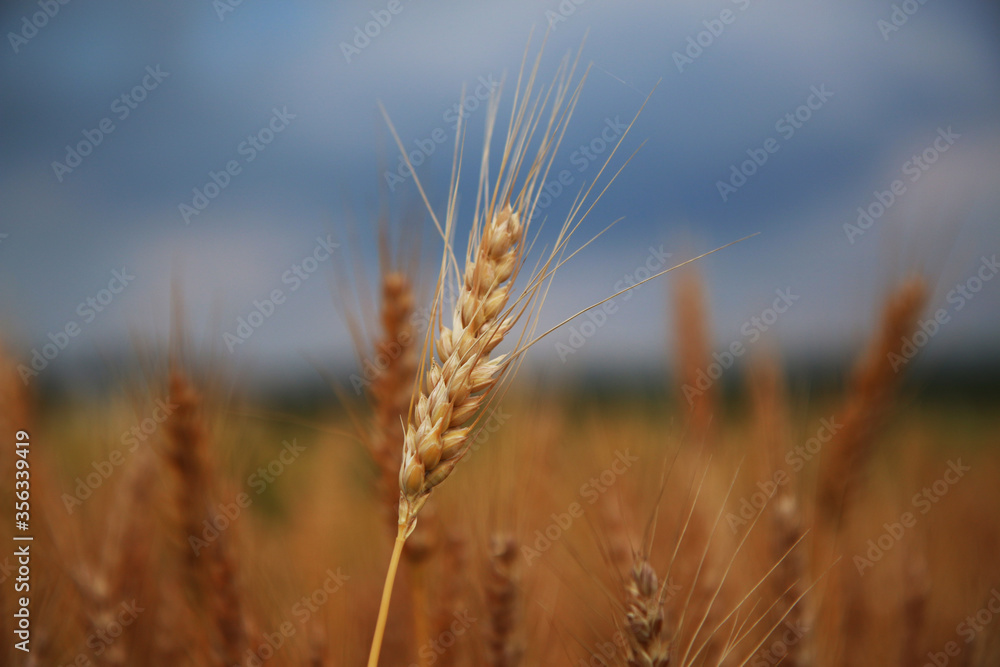 Campo di grano in una giornata di inizio estate; primo piano delle spighe mature e dorate Campo di grano in una giornata di inizio estate; primo piano delle spighe mature e dorate