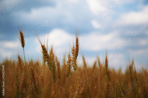 Campo di grano in una giornata di inizio estate  primo piano delle spighe mature e dorate