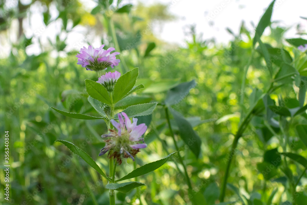Trifolium alexandrinum with purple flowers. fodder, mainly for cattle and milk buffalo. bright outdoor closed up view with greenery Trifolium alexandrinum with purple flowers. fodder, mainly for cattle and milk buffalo. bright outdoor closed up view with greenery