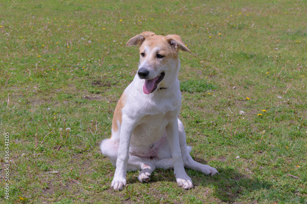 Portrait of a young dog sitting on his ass. White with red coat color. A cheerful look, an open mouth, stick out a tongue. Background is green grass.