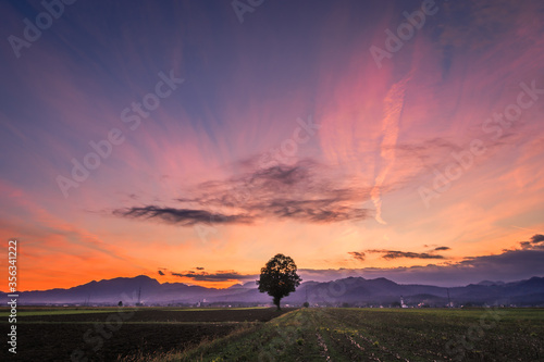 Dramatic sunset over farming field. One single tree standing in the middle of agriculture field. Colorful magenta sky. Hills and village in background