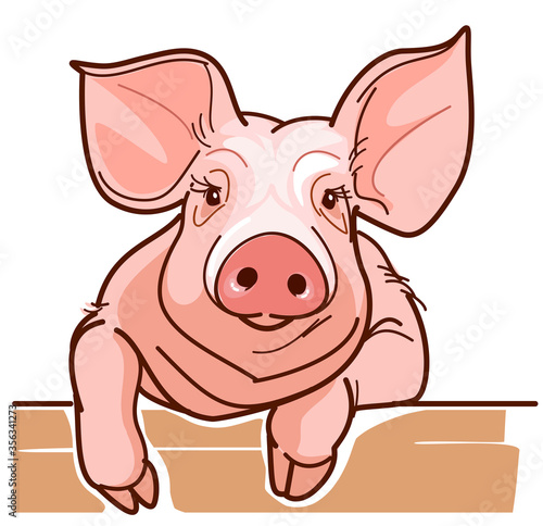 Cute and curious pig watching you. Vector illustration