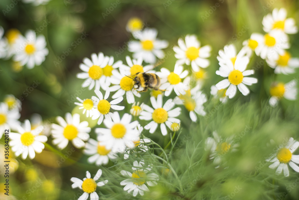 Obraz premium Meadow full of camomile with honeybee