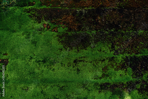 Old concrete red Brick Wall with green Moss