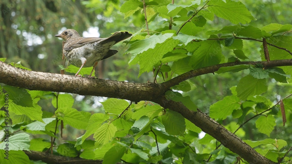 Fototapeta premium Thrush sitting on a branch in the forest.